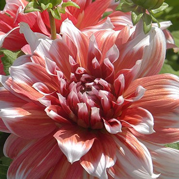 Dahlia 'Frost Nip' - Informal Decorative (1 imported tuber)