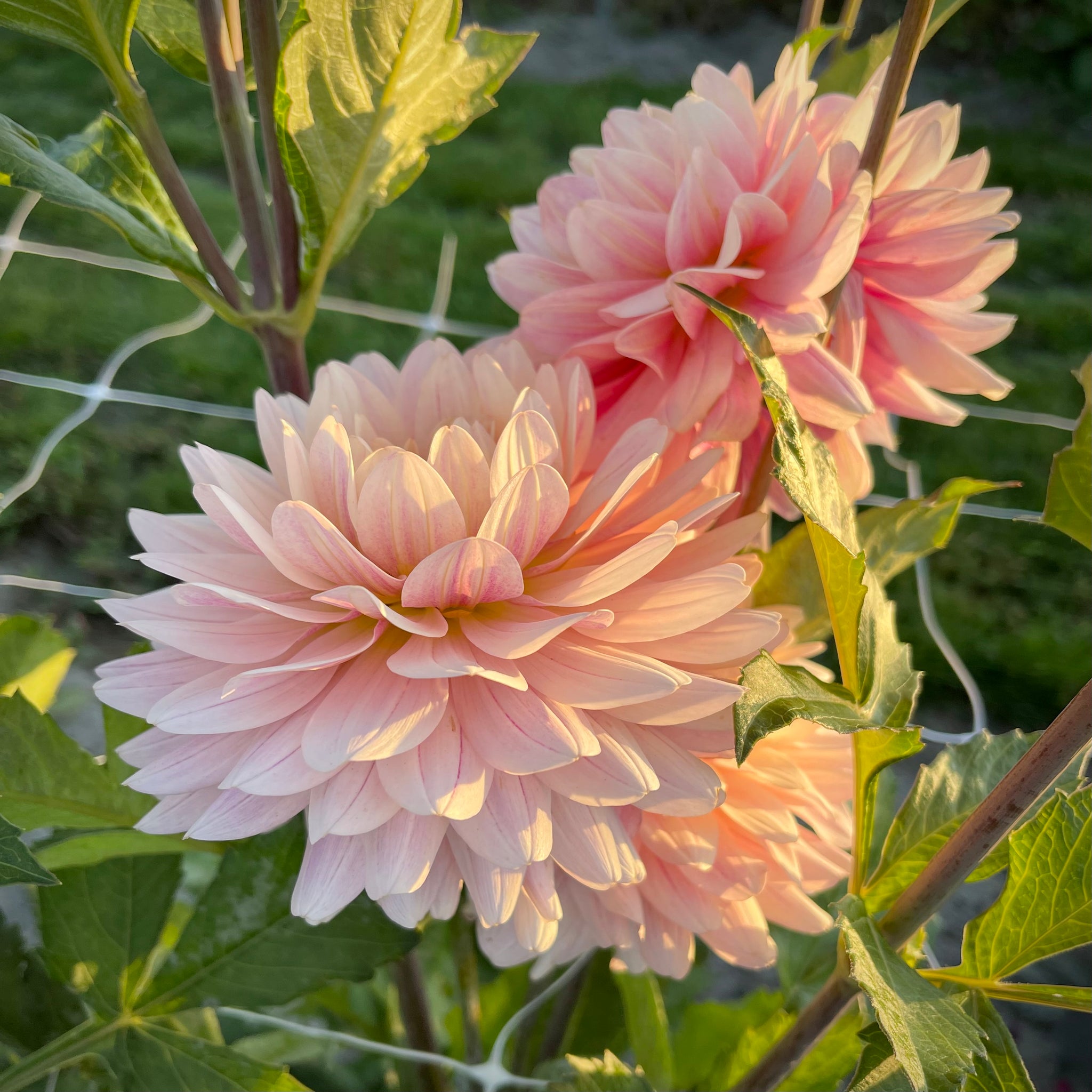 dahlia lily flower Dahlia 'Glossy Olivia'