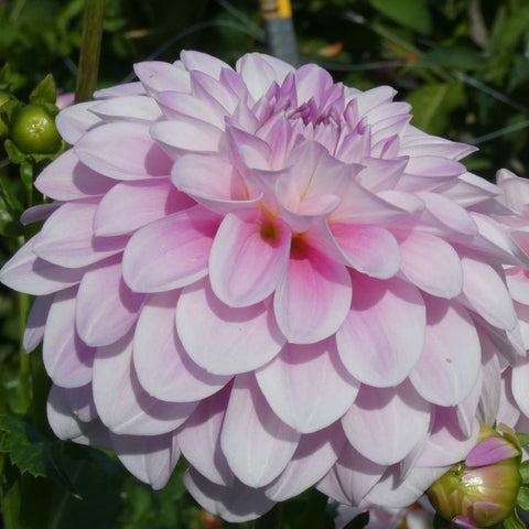 Dahlia 'Janick's Symphony' - Small Formal Decorative (1 imported tuber)