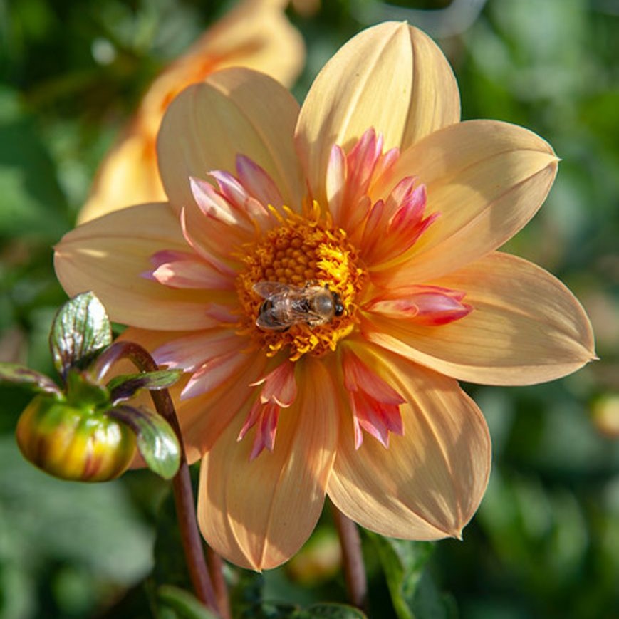 Dahlia 'Kelsey Annie Joy' - Collarette (1 imported tuber)
