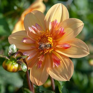Dahlia 'Kelsey Annie Joy' - Collarette (1 imported tuber)