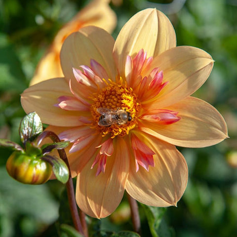 Dahlia 'Kelsey Annie Joy' - Collarette (1 imported tuber)