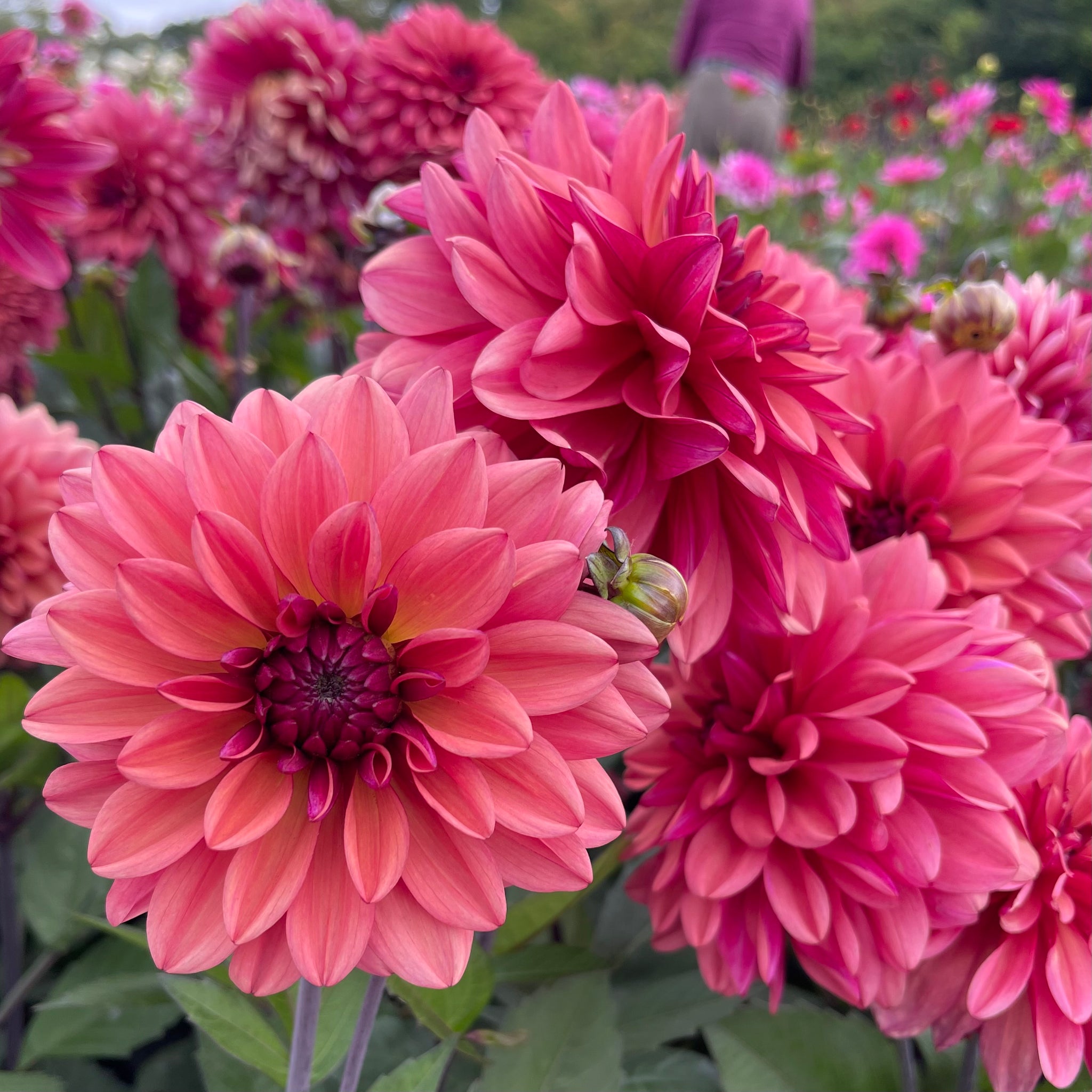 Dahlia 'Klara Zak' - Formal Decorative (1 imported tuber) – Lily's