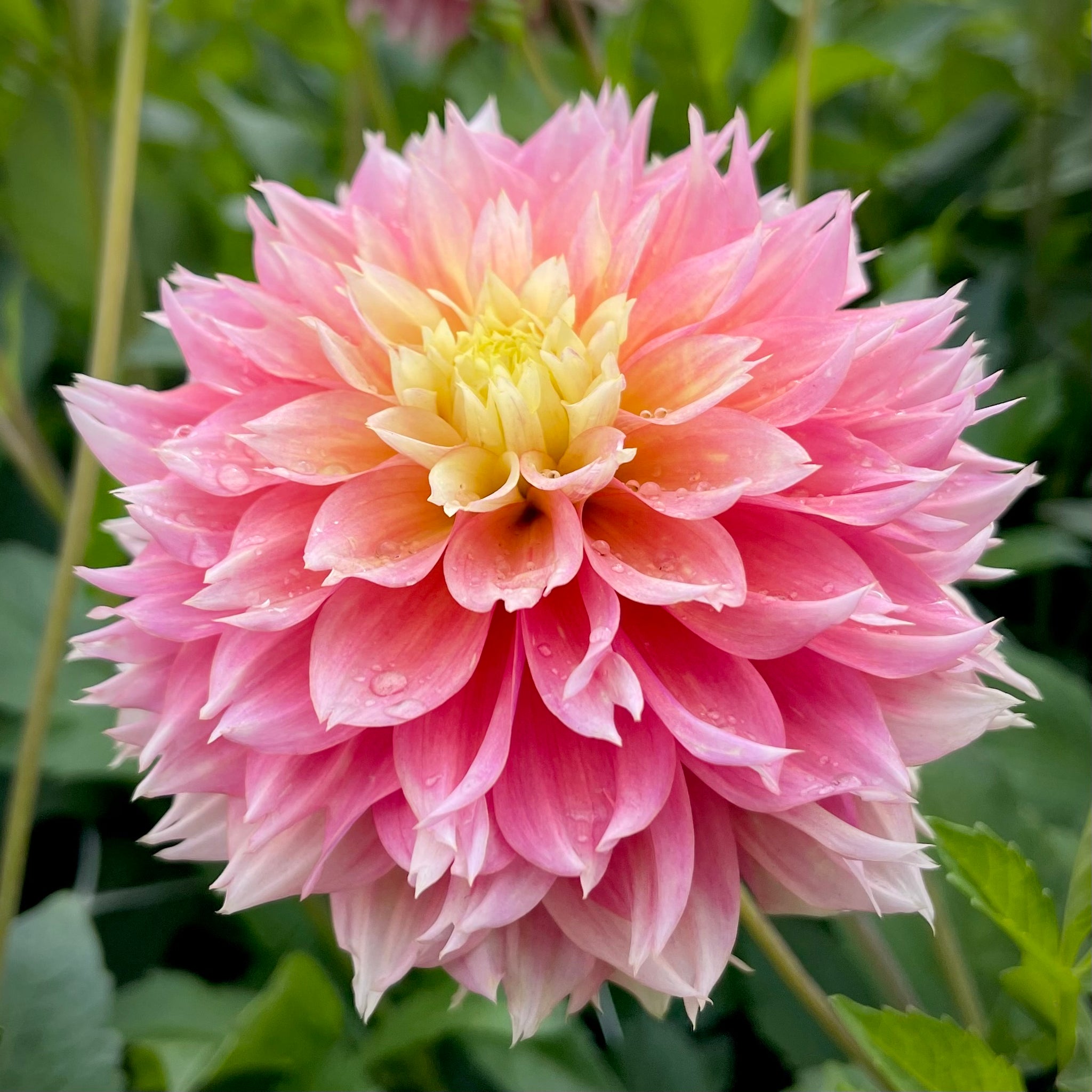 Dahlia 'Kogane Fubuki' - Laciniated Fringed (1 imported tuber