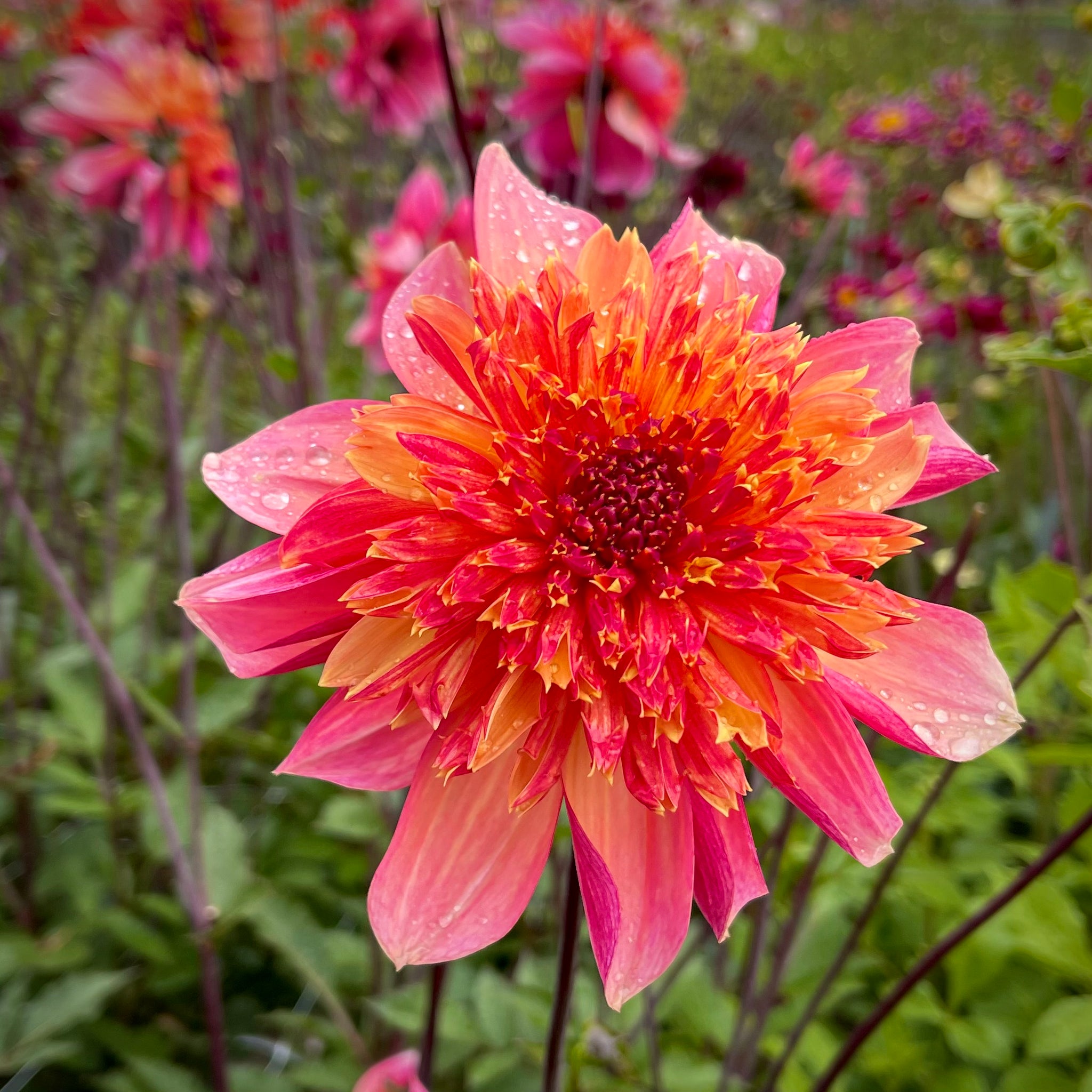 dahlia plants online Dahlia 'Lava Glow'