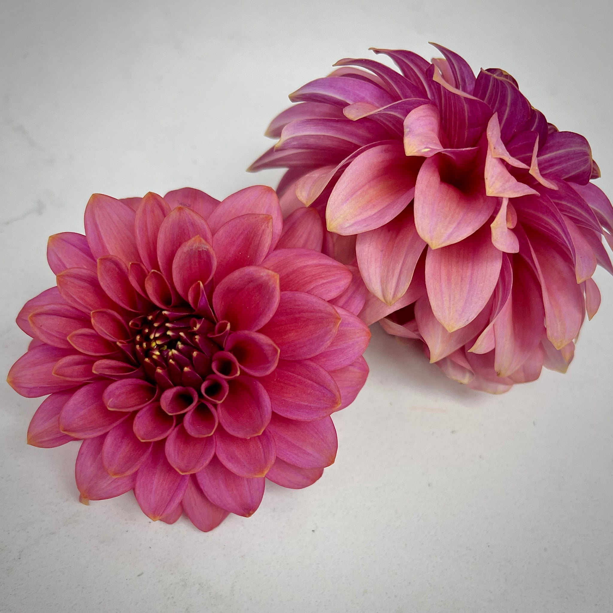 Dahlia 'Levi's Leprechaun'