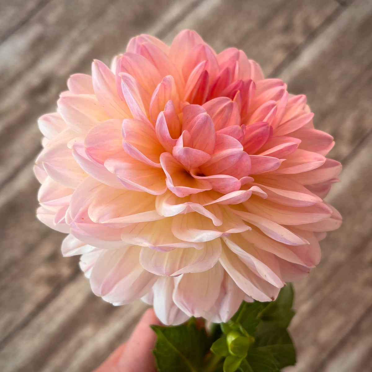 Dahlia 'Maya' - Informal Decorative (1 imported tuber) – Lily's Garden ...