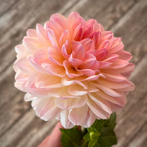 Lily's Garden Store Dahlia Maya