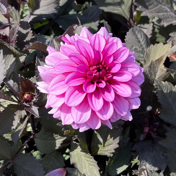 Dahlia Melissa Anne Marijke - buy dahlia tubers online 