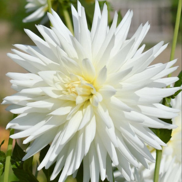 Dahlia 'My Love'