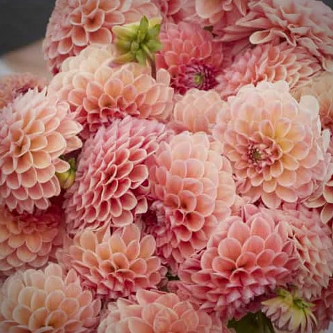 Dahlia Nathalie G