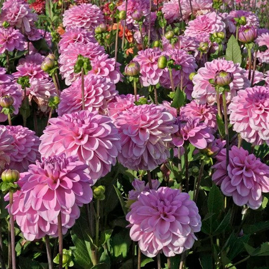 Dahlia 'Pink Pop' - Small Formal Decorative (1 farm tuber