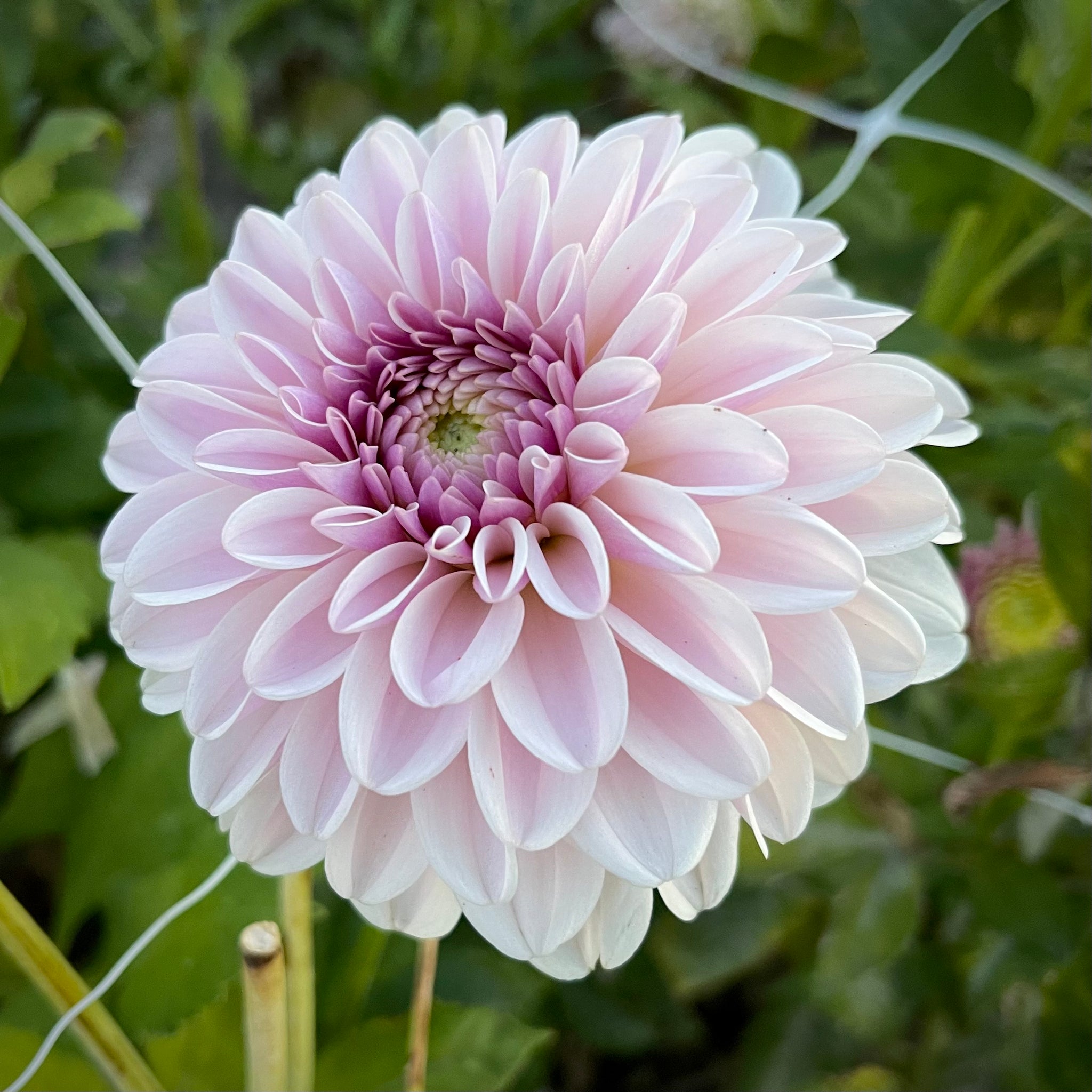 dahlia plant images Dahlia 'Pink Silk'