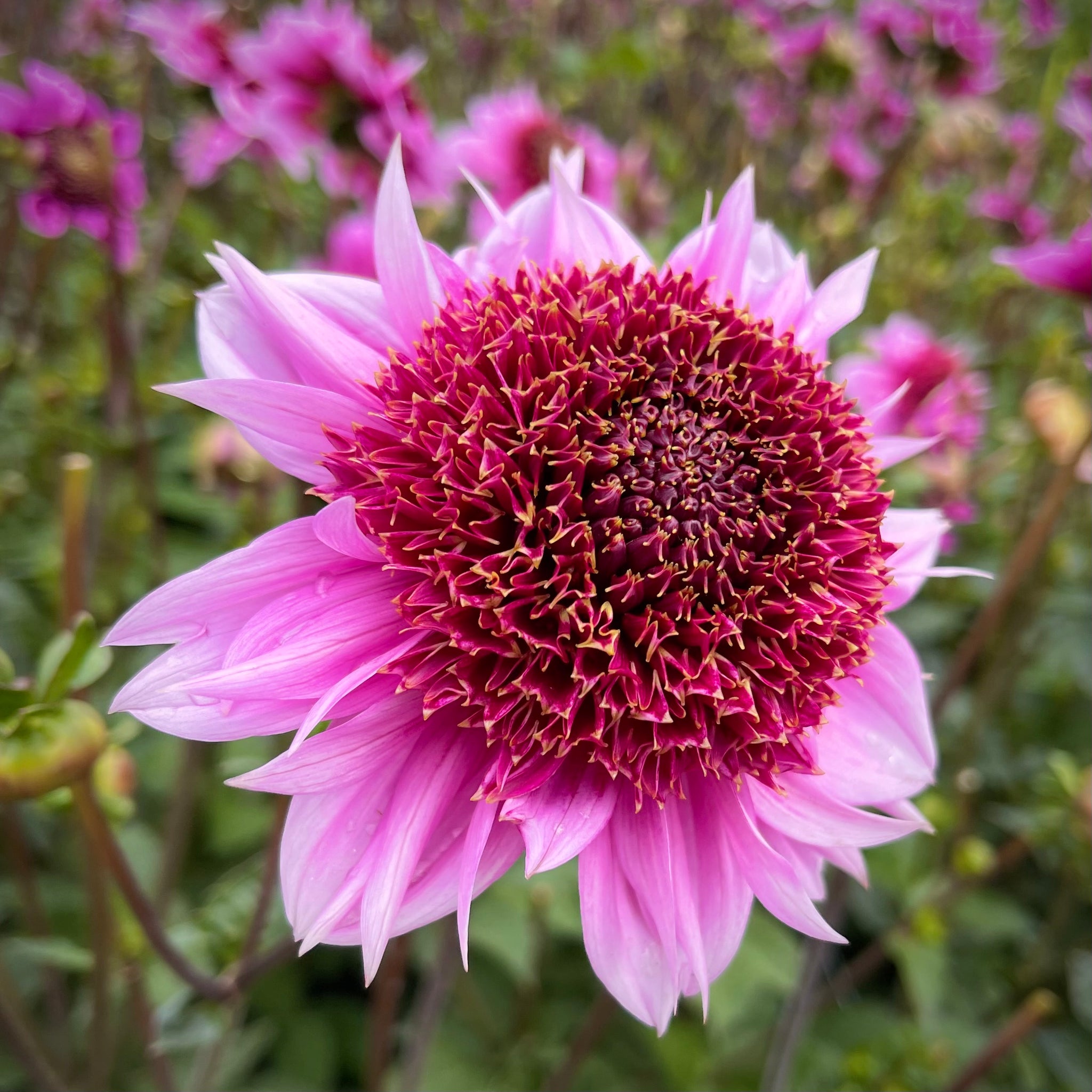 Dahlia Raspberry Puff Dahlia 'Raspberry Puff' - Anemone form (1 imported tuber) – Lily's ...
