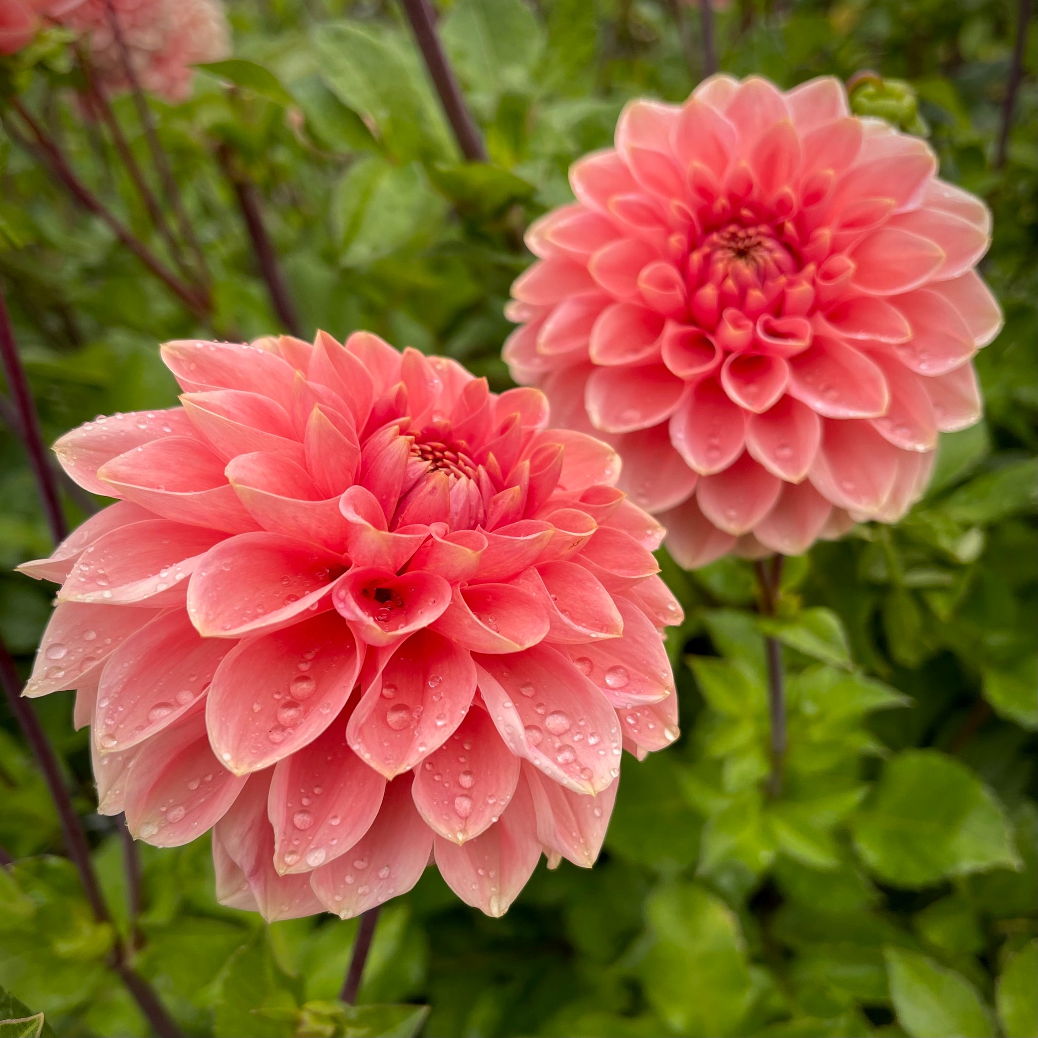 Dahlia 'Romance'