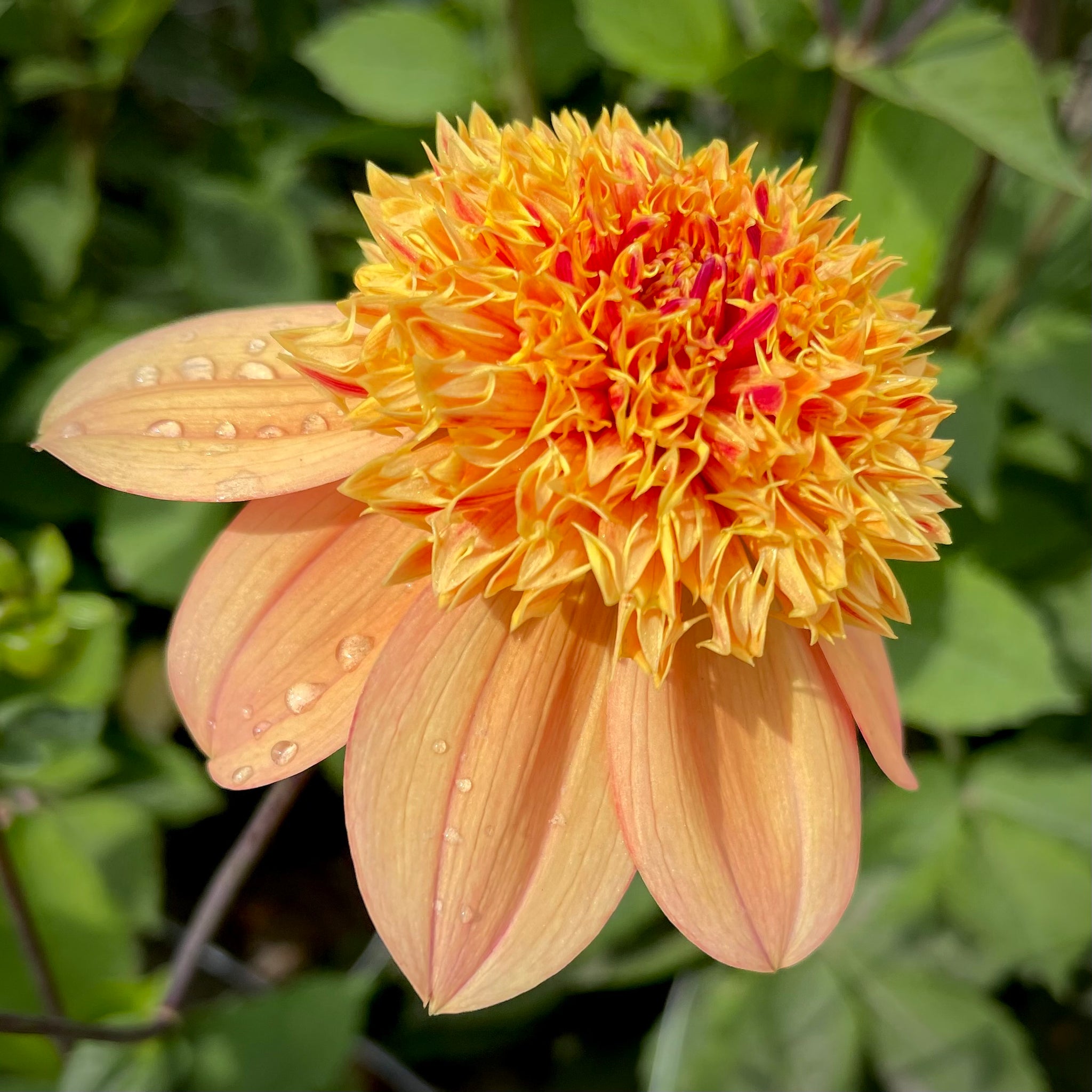 Dahlia 'Sandia Brocade' - Anemone (1 farm tuber) – Lily's Garden Store