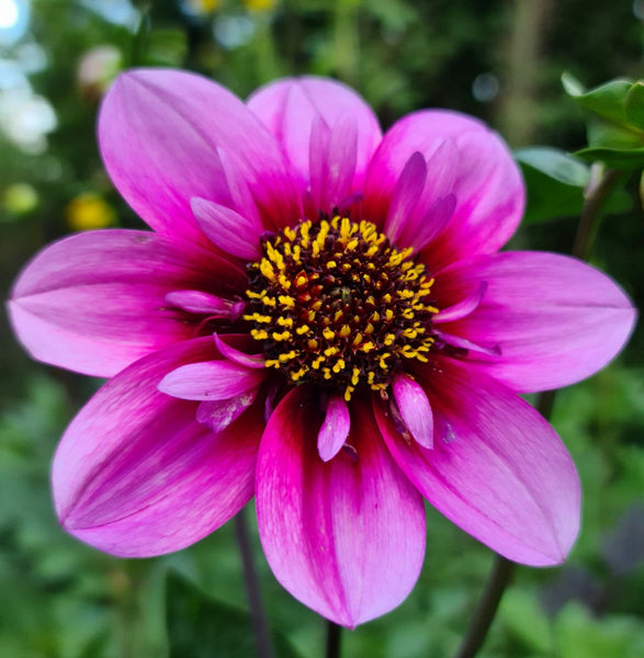 Dahlia 'Skyfall' - Collarette (1 imported tuber) – Lily's