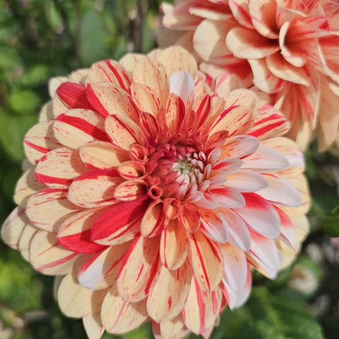 Dahlia 'Striped Nagano' - Informal Decorative Variegated (1 imported tuber)