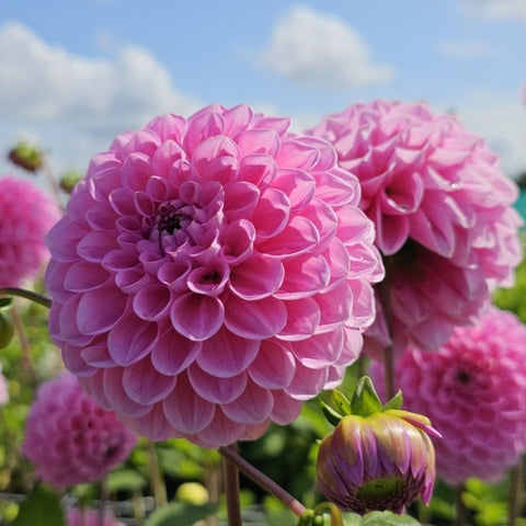 Dahlia 'Sweet Fabienne' - Ball (1 tuber)