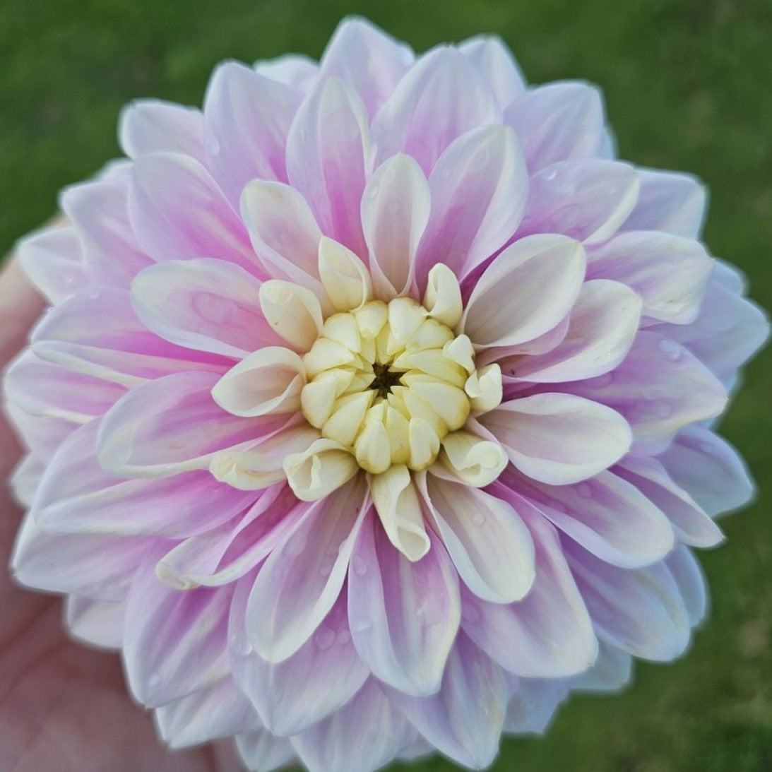 Dahlia 'Sweet Lucille' - Small Decorative (1 farm tuber) – Lily's ...