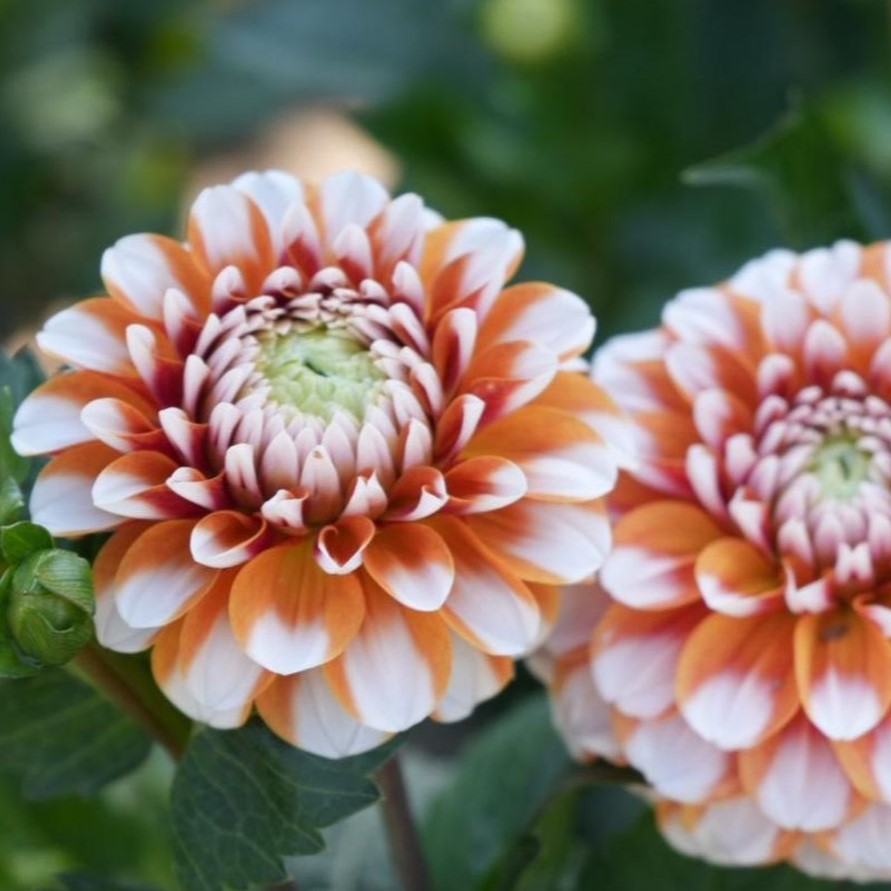 Dahlia 'Tangerine Dream' - Formal Decorative (1 imported tuber)