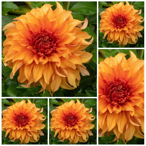 5-pack Dahlia 'Hercules' - Dinnerplate Informal (5 tubers)