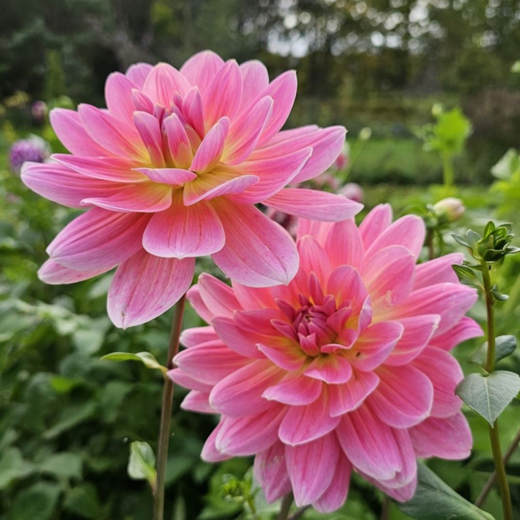 Dahlia 'Twiggy' - Waterlily (1 imported tuber) – Lily's