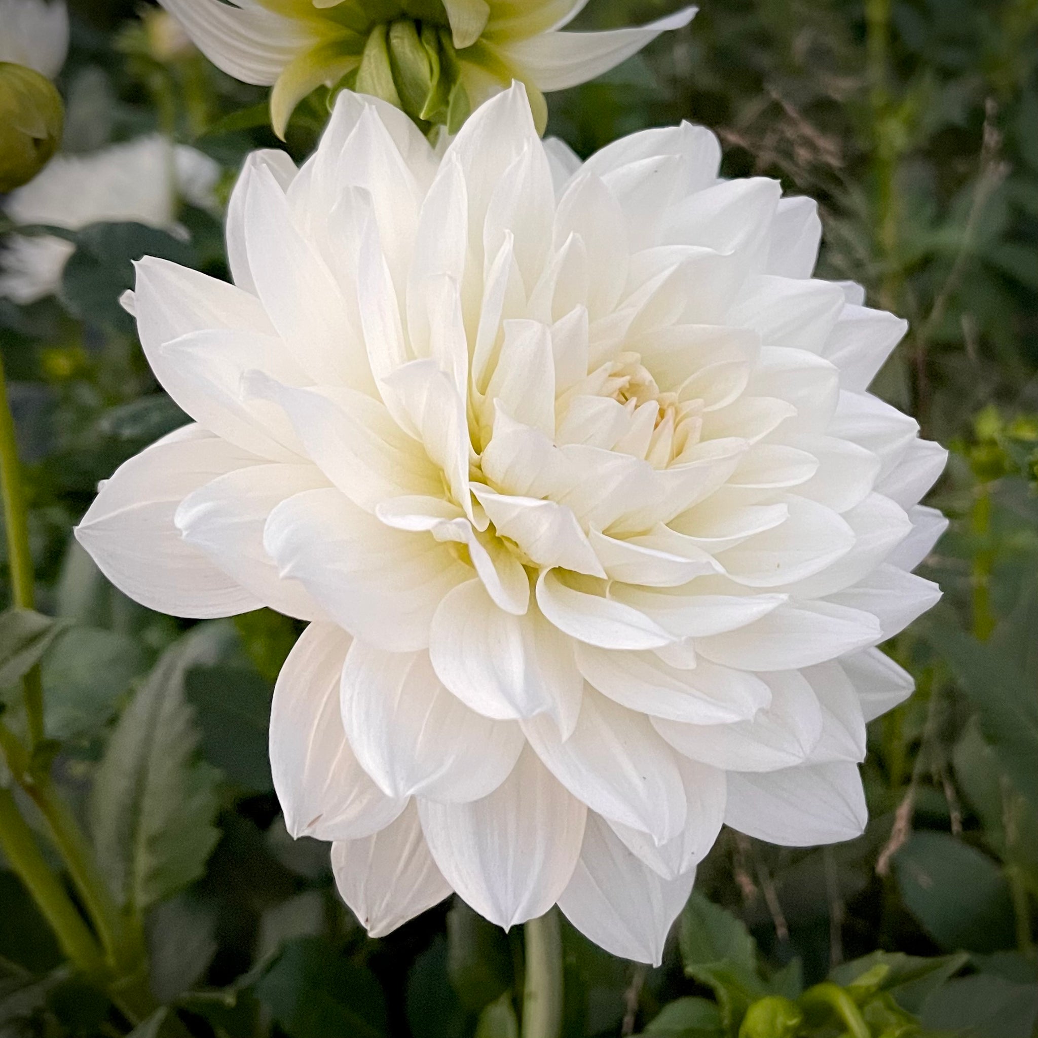 Dahlia 'White Swan' - Waterlily (1 farm tuber)  Lily's Garden Store