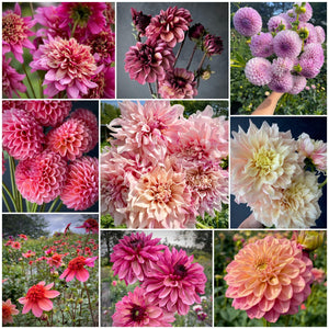 Dahlia Cuttings Lot 2 - Nine Plants for May Pickup (varieties below)