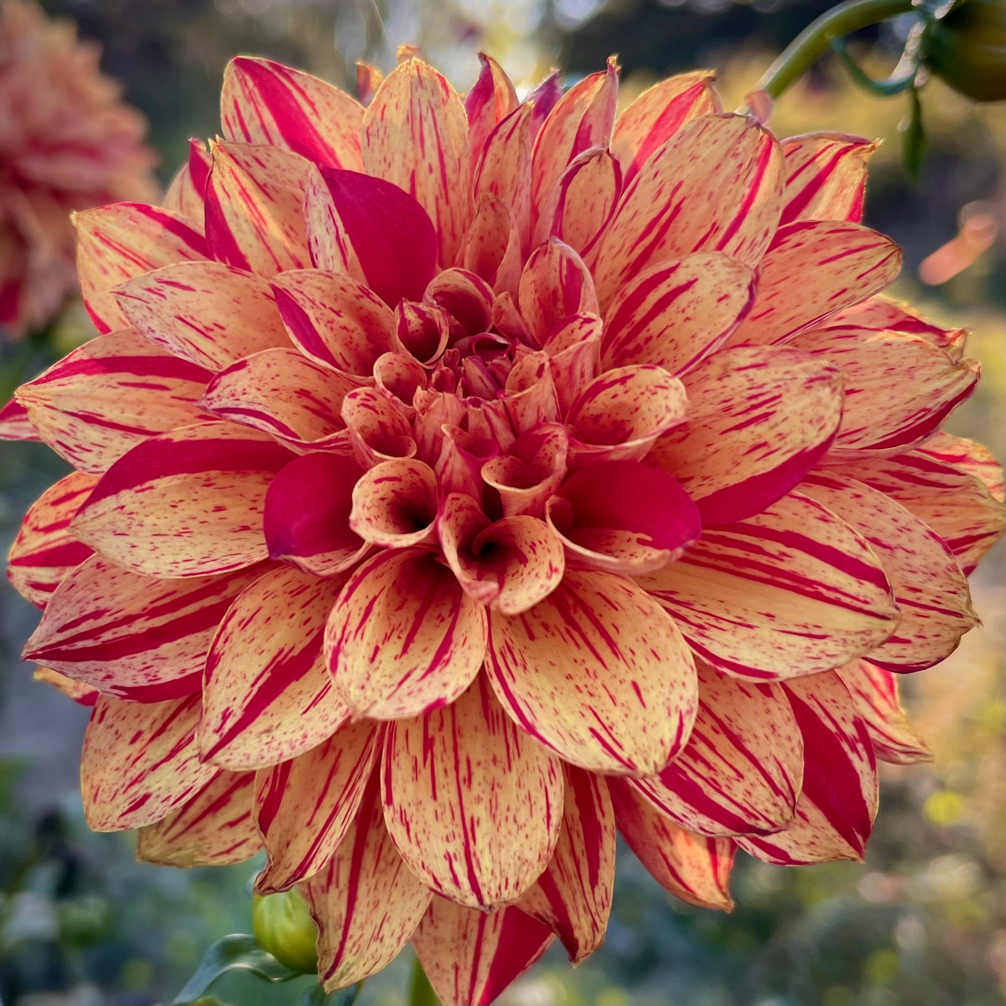 Dahlia 'Gloriosa'