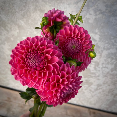 Dahlia Dikara Superb buy dahlia tubers online