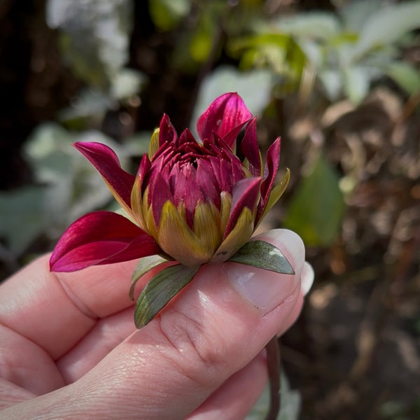 Dahlia 'Darkarin' - Small Informal Decorative (1 imported tuber)