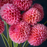 Dahlia 'Linda's Baby' - Ball (1 farm tuber)