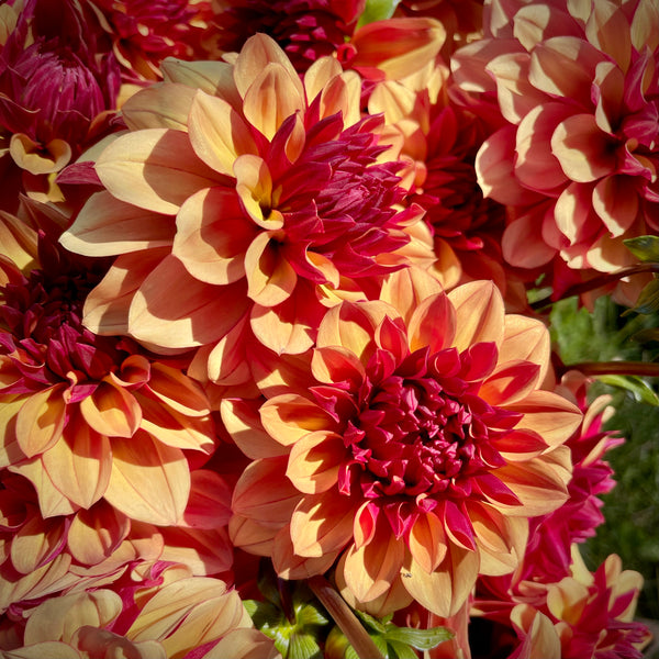Dahlia Creme de Cognac buy dahlia tubers online