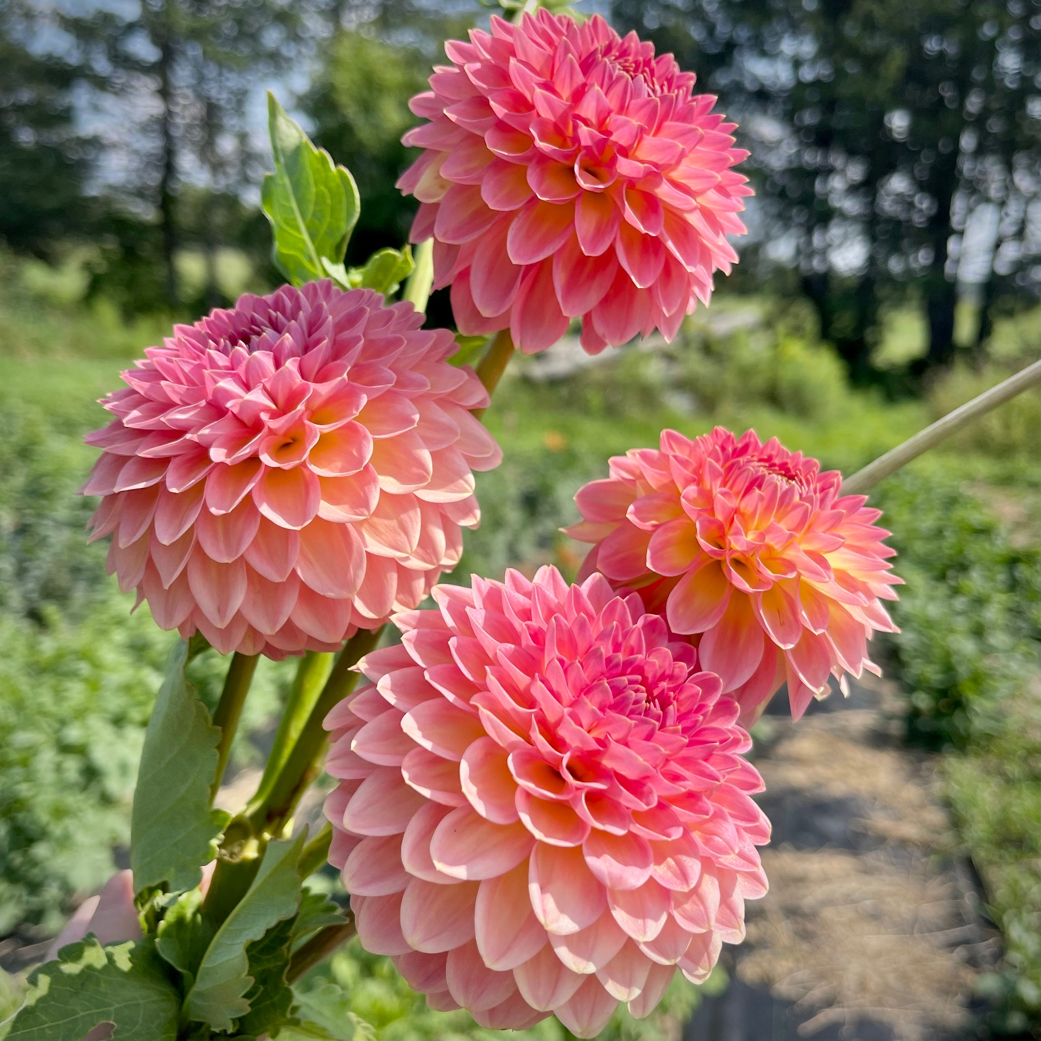 Dahlia 'Hillcrest Suffusion' - Small Formal Decorative (1 farm