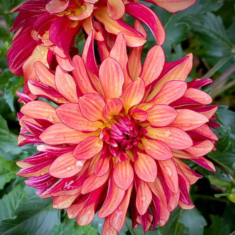 Dahlia 'Miss Brandy' - Small Informal Decorative (1 imported tuber)