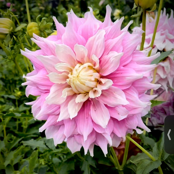 Dahlia 'Gitts Perfection' - Large Informal Decorative (1 farm