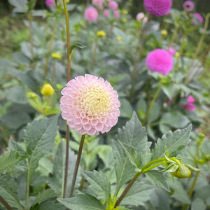 Dahlia Maaike buy dahlia tubers online