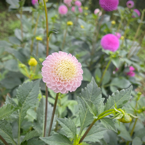 Dahlia Maaike buy dahlia tubers online