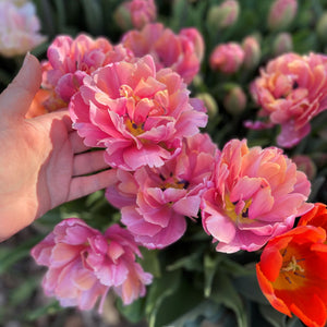 Tulip ‘Pink Star’ (Late Spring) - 10 bulbs