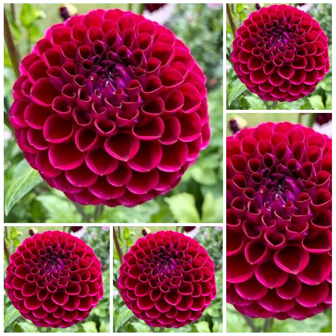 5-Pack Dahlia 'Ivanetti' - Ball (5 tubers)