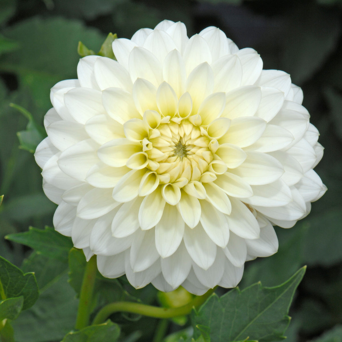 Dahlia 'Karma Maarten Zwaan' - Waterlily (1 tuber) – Lily's Garden Store