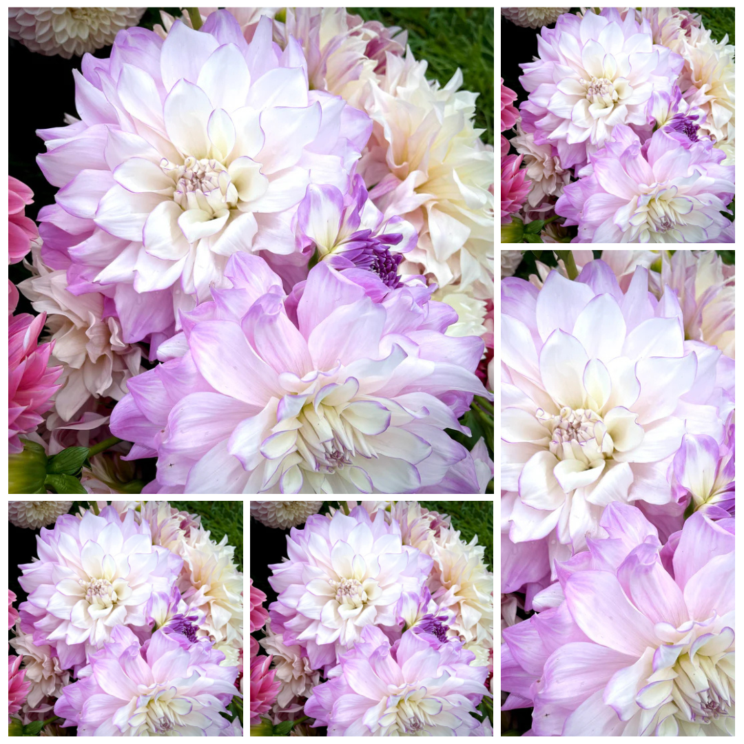 5-pack Dahlia 'Mikayla Miranda' - Informal Decorative (5 tubers)