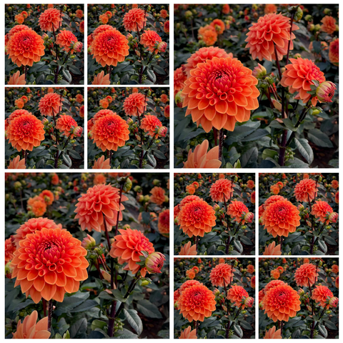 10-pack Dahlia 'Orange King' - Medium Informal Decorative (10 tubers)