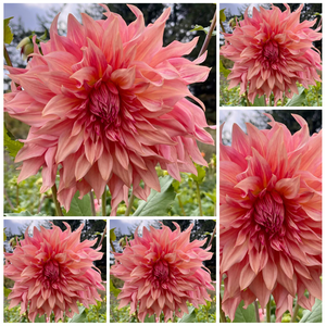 5-pack Dahlia 'Penhill Watermelon' - Dinnerplate Informal Decorative (5 farm tubers)