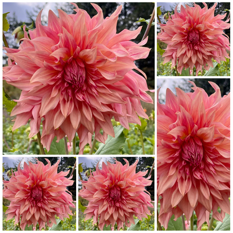 5-pack Dahlia 'Penhill Watermelon' - Dinnerplate Informal Decorative (5 tubers)