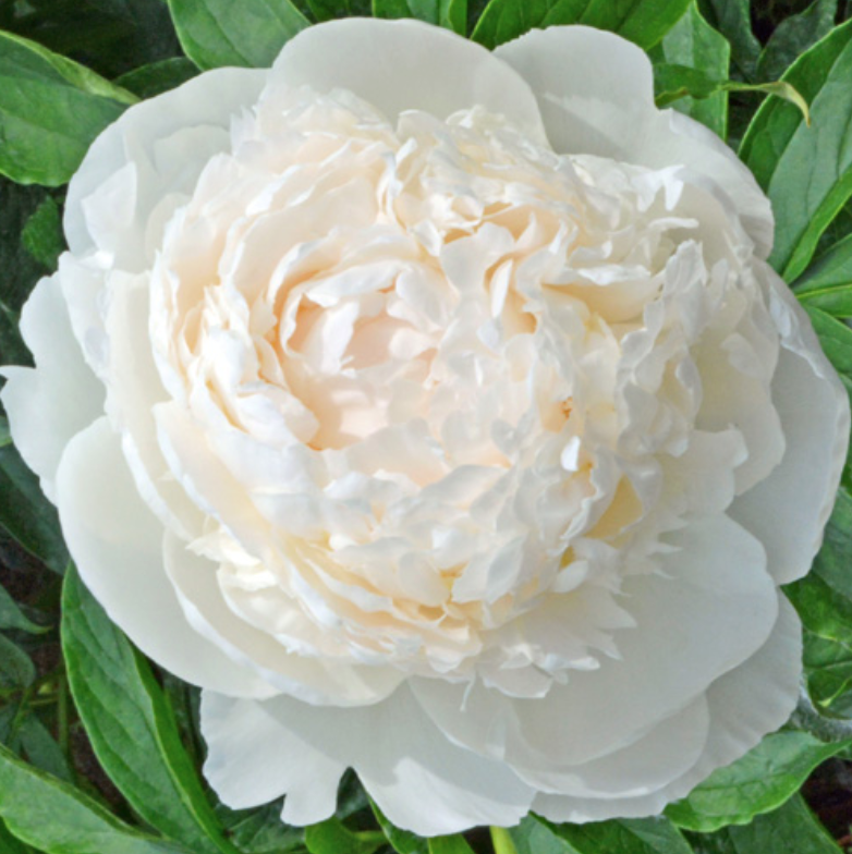 Peony 'Brother Chuck' | Pastel blush with strong stems | Mid