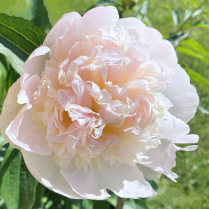 Peony ‘Chiffon Parfait’ | Best-in-class fragrance | Late season