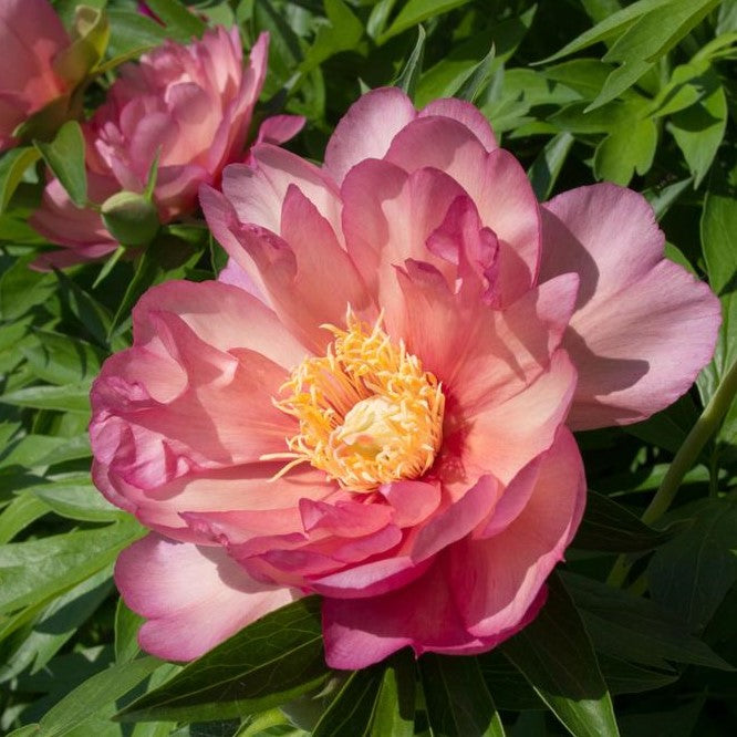 Peony Itoh 'Julia Rose’ | Exquisite shades of pink | Very Early season ...