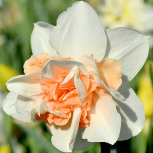 Perennial Daffodil 'Replete' - 10 bulbs